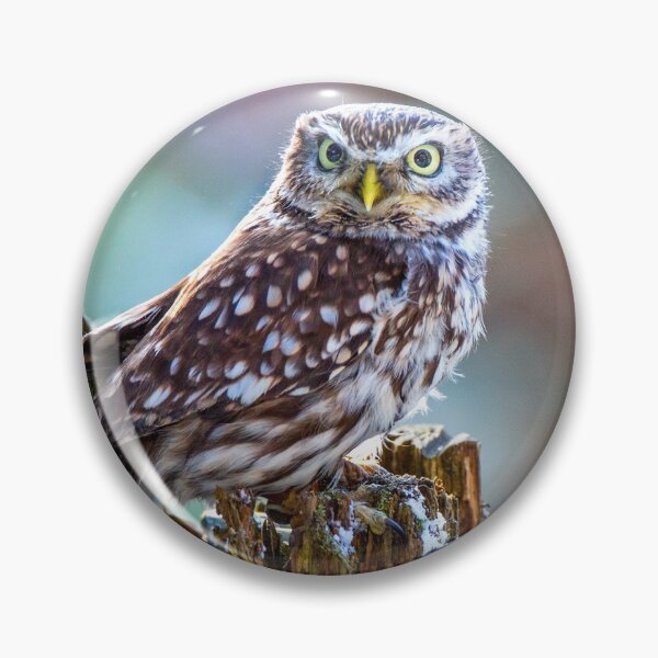 Item preview, Little Owl designed and sold by Dave Hare Photography.