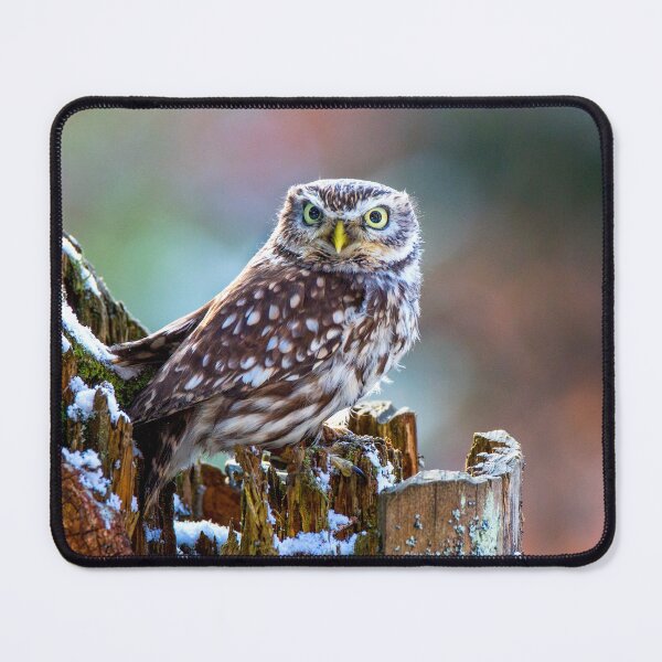 Item preview, Little Owl designed and sold by Dave Hare Photography.