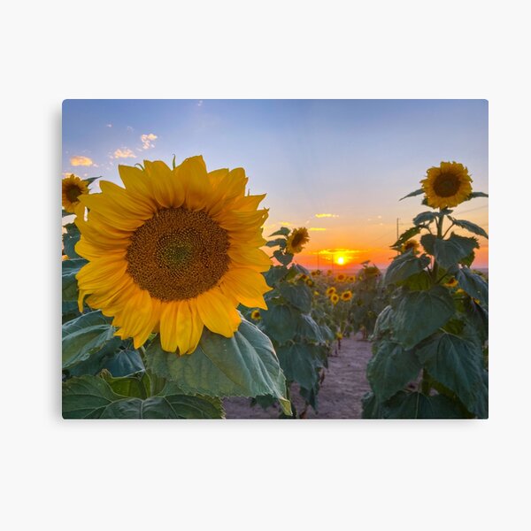 Item preview, Sunset Sunflower  designed and sold by SavingMemories.