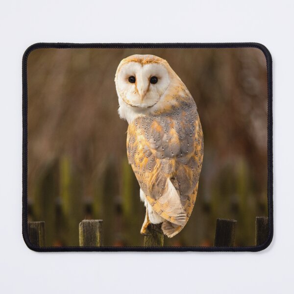 Item preview, Barn Owl designed and sold by Dave Hare Photography.