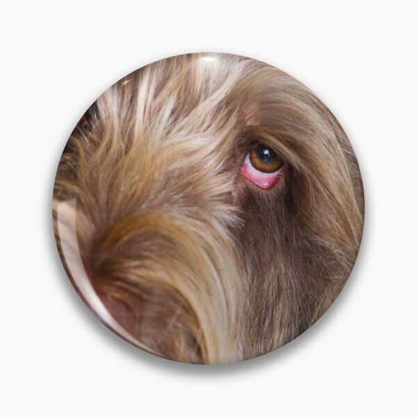Item preview, Over the shoulder portrait Spinone by heidiannemorris © designed and sold by FOLK ART FUSION by heidiannemorris.