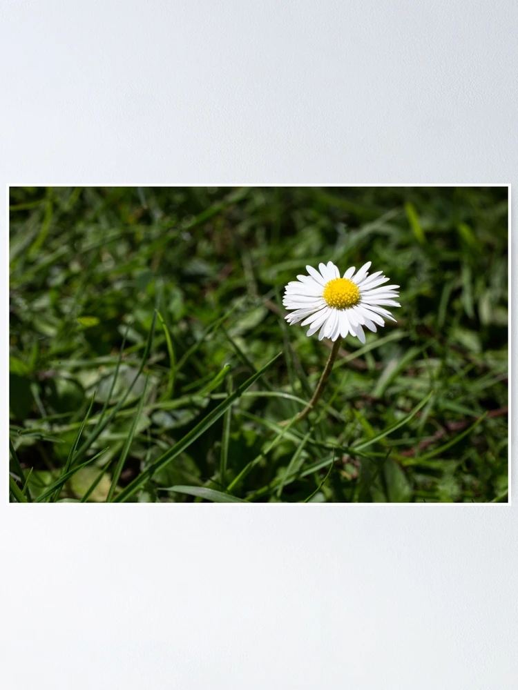 Thumbnail 1 of 3, Poster, Springtime glory designed and sold by davidprentice.