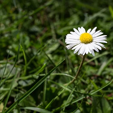 Artwork thumbnail, Springtime glory by davidprentice