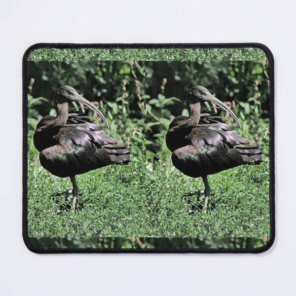 Item preview, r2458/ 12 parc-ornithologique-de-st-hilaire-la-palud - Cigogne noire -  2020 par Okaio Créations - Olavia&Olao designed and sold by o.okaïo.