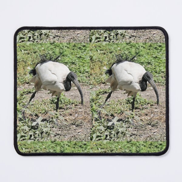 Item preview, r2455/ 9 parc-ornithologique-de-st-hilaire-la-palud - L' Ibis sacré -  2020 par Okaio Créations - Olavia&Olao designed and sold by o.okaïo.