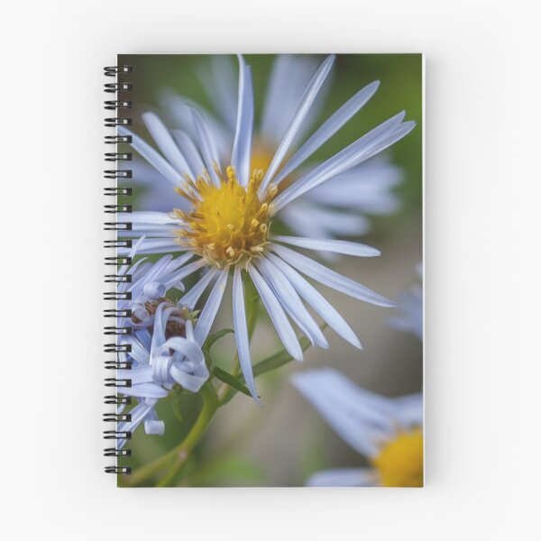 Item preview, New England Aster designed and sold by Rebecca Bryson.