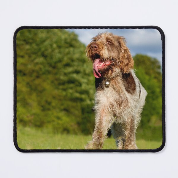 Item preview, Standing proud Spinone designed and sold by FOLK ART FUSION by heidiannemorris.