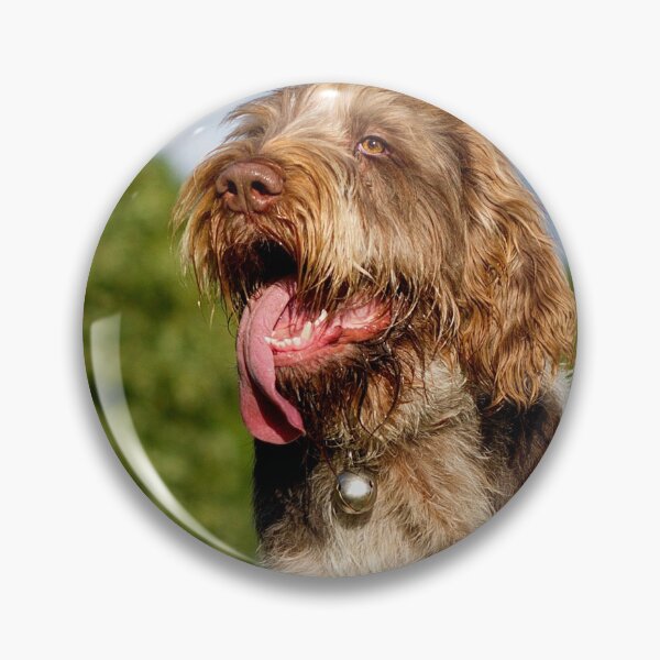 Item preview, Standing proud Spinone designed and sold by FOLK ART FUSION by heidiannemorris.