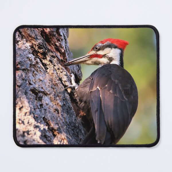Item preview, An Industrious Male Pileated Woodpecker designed and sold by walkswithnature.