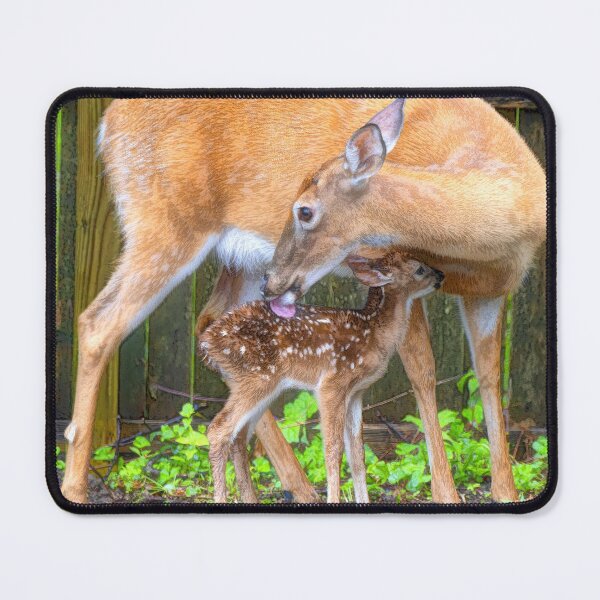 Item preview, White-tailed Deer, Doe Cleans Her New Fawn designed and sold by AMacGPhilly.