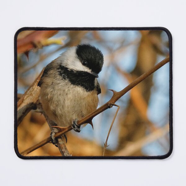 Item preview, A Curious Black-Capped Chickadee in the Forest designed and sold by walkswithnature.