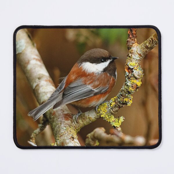 Item preview, Chestnut-Backed Chickadee on the Cherry Tree designed and sold by walkswithnature.