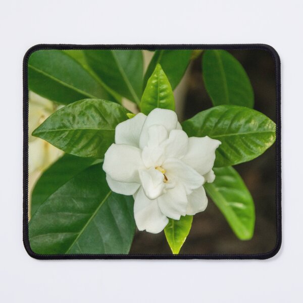 Item preview, Gardena in Backyard designed and sold by Ruth Curtis.