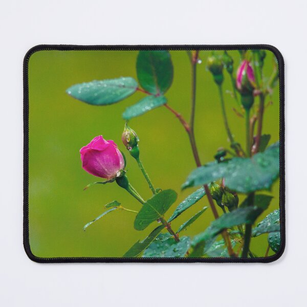 Item preview, Budding Rose designed and sold by Ruth Curtis.