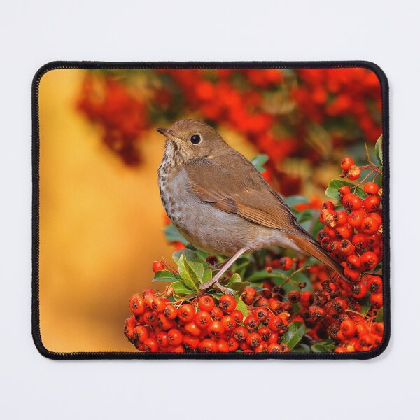 Item preview, Stunning Hermit Thrush Songbird Amid the Colors of Autumn designed and sold by walkswithnature.