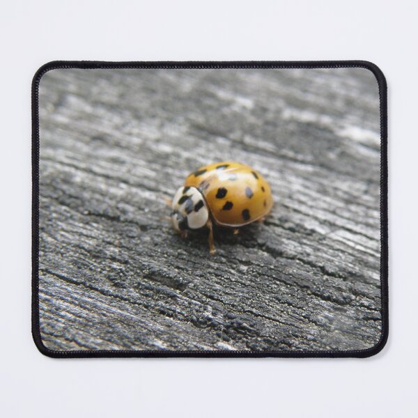 Item preview, Harlequin Ladybird on a Wooden Fence Photograph designed and sold by naturegallery.