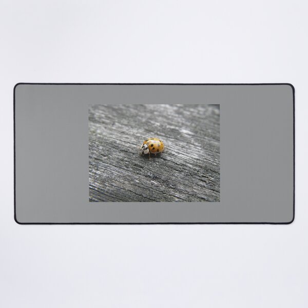 Item preview, Harlequin Ladybird on a Wooden Fence Photograph designed and sold by naturegallery.
