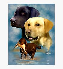 Labrador Retrievers Photographic Print