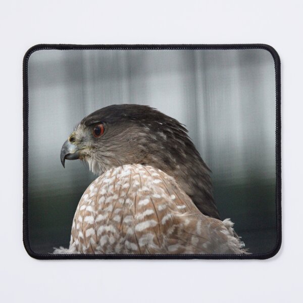 Item preview, Coopers Hawk designed and sold by Susie Kramer.