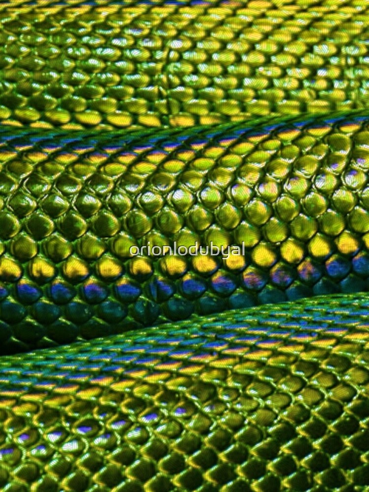 Bright Green Snake Reptile Scales Pattern Photograph  Leggings for Sale by  orionlodubyal
