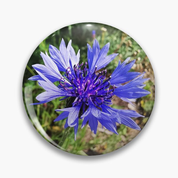 Item preview, Centaurea cyanus flowers Blue flower Cornflower Photos designed and sold by AlinaOz.