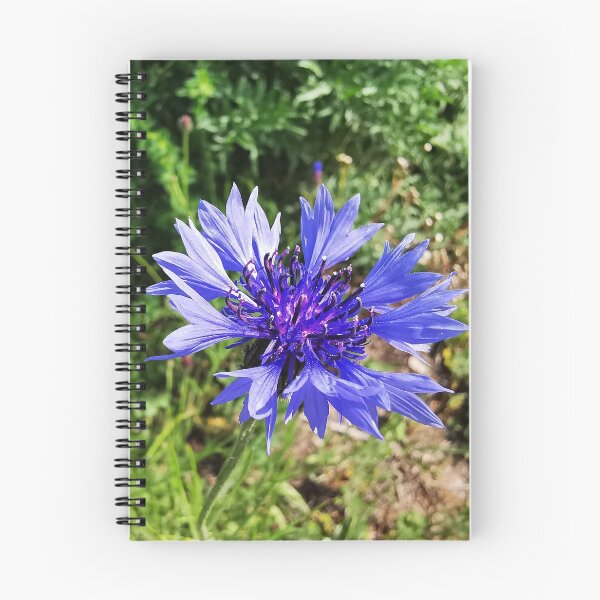 Item preview, Centaurea cyanus flowers Blue flower Cornflower Photos designed and sold by AlinaOz.