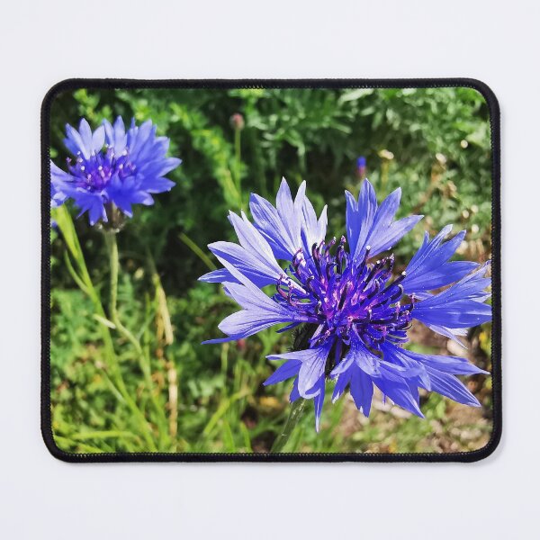 Item preview, Centaurea cyanus flowers Blue flower Cornflower Photos designed and sold by AlinaOz.