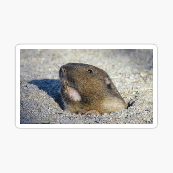 Pocket gopher Sticker