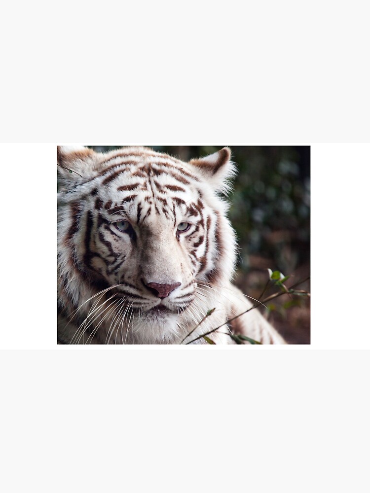 Image Of A White Bengal Tiger Cap for Sale by uncleteds