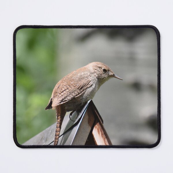Item preview, Wren designed and sold by Kathleen Brant.