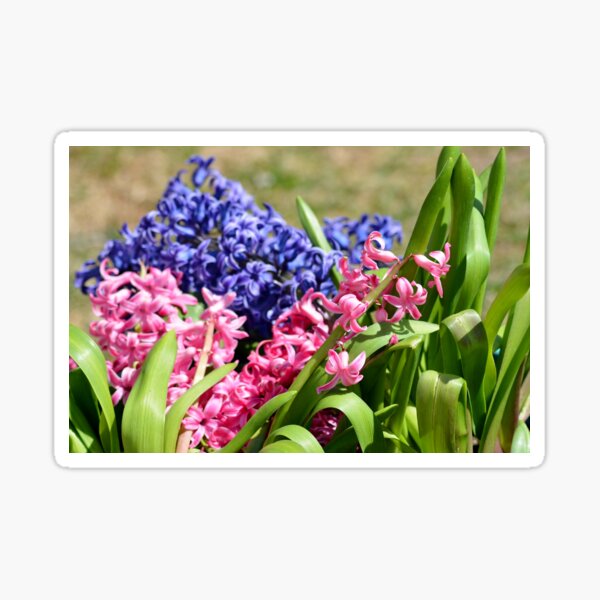 Item preview, Happy Hyacinths of Early Spring designed and sold by inklingsphotos.