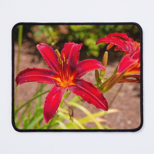 Item preview, Daylily designed and sold by Helena-Ks-Art.