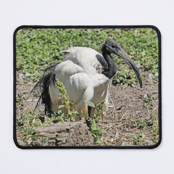 Item preview, r2453/ 7 parc-ornithologique-de-st-hilaire-la-palud - L' Ibis sacré -  2020 par Okaio Créations - Olavia&Olao designed and sold by o.okaïo.