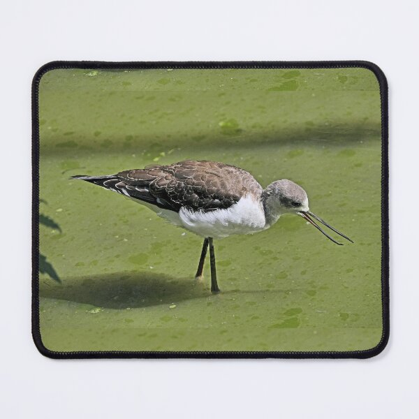 Item preview, r2449/ 3 parc-ornithologique-de-st-hilaire-la-palud- échasse blanche- 2020 par Okaio Créations - Olavia-Olao designed and sold by o.okaïo.
