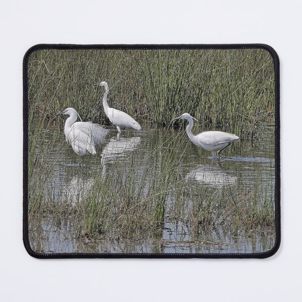Item preview, r2446/ site ornithologique-du-teich - Aigrette garzette -  2018 par Okaio Créations - Olavia-Olao    designed and sold by o.okaïo.