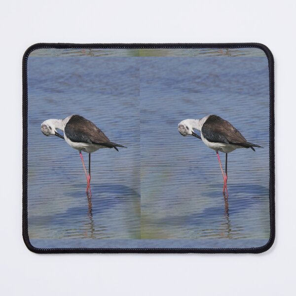 Item preview, r2443/ site ornithologique-du-teich - Echasse blanche - 2018 par Okaio Créations - Olavia-Olao designed and sold by o.okaïo.