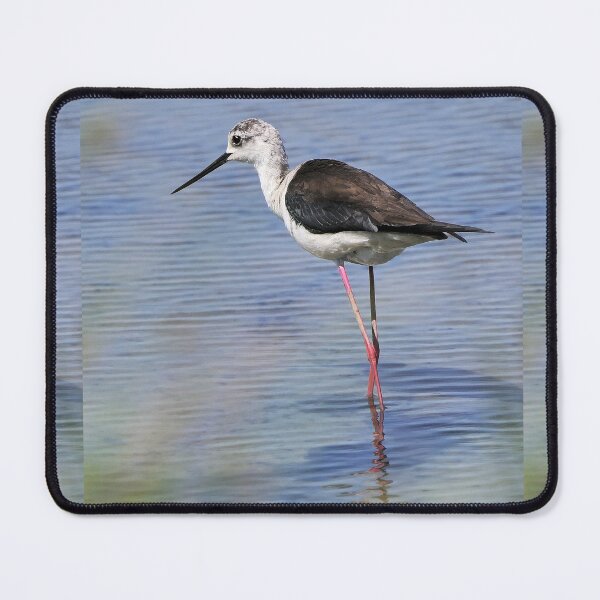 Item preview, r2444/ site ornithologique-du-teich - Echasse blanche - 2018 par Okaio Créations - Olavia-Olao designed and sold by o.okaïo.