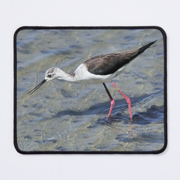 Item preview, r2441/ site ornithologique-du-teich - Echasse blanche  - 2018 par Okaio Créations - Olavia-Olao  designed and sold by o.okaïo.