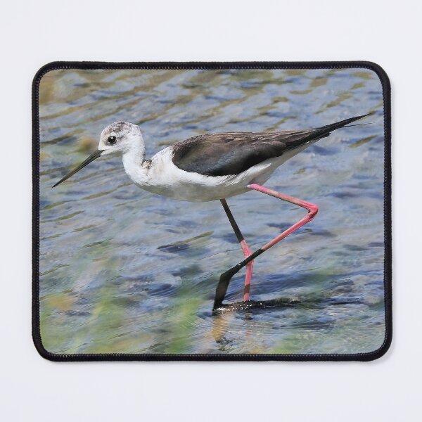 Item preview, r2442/ site ornithologique-du-teich - Echasse blanche - 2018 par Okaio Créations - Olavia-Olao designed and sold by o.okaïo.