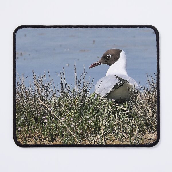 Item preview, r2437/ ornithologique-du-teich  Mouette rieuse  2018 par Okaio Créations - Olavia-Olao     designed and sold by o.okaïo.