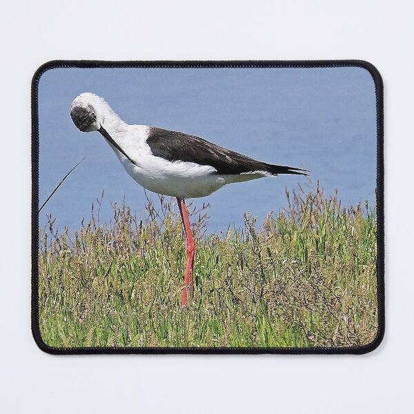 Item preview, r2439/ ornithologique-du-teich  Echasse blanche  2018 par Okaio Créations - Olavia-Olao     designed and sold by o.okaïo.