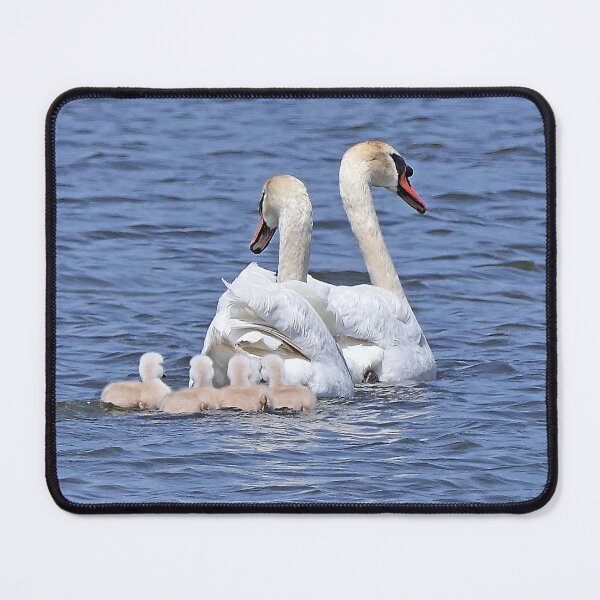 Item preview, r2431/ ornithologique-du-teich  Cygne tuberculé  2018 par Okaio Créations - Olavia-Olao     designed and sold by o.okaïo.