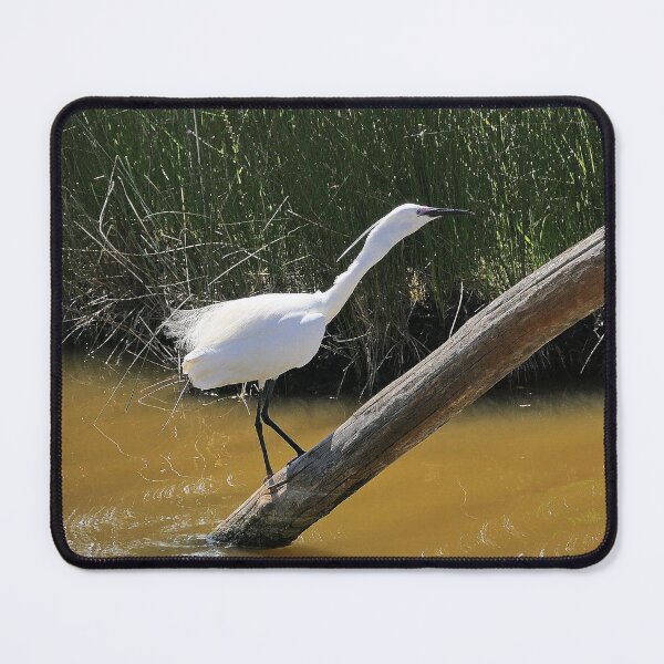 Item preview, r2424/ site ornithologique-du-teich - Aigrette garzette  2018 par Okaio Créations - Olavia-Olao     designed and sold by o.okaïo.