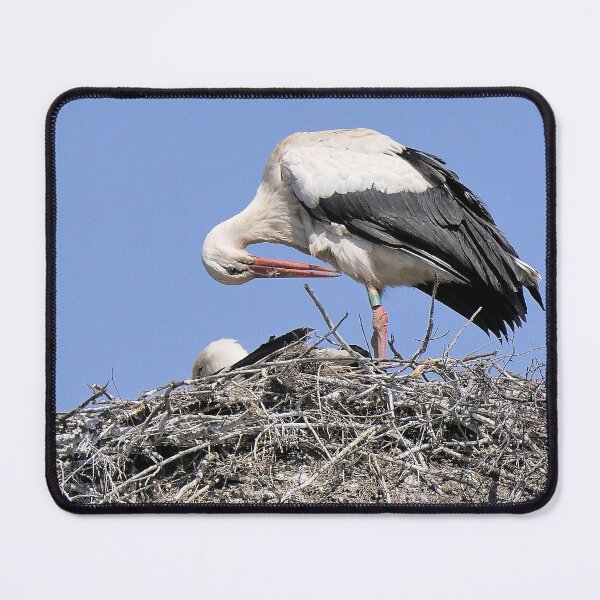Item preview, r2420/ site ornithologique-du-teich - Cigogne blanche,  2018 par Okaio Créations - Olavia-Olao  designed and sold by o.okaïo.