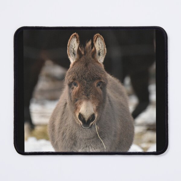 Item preview, Grey Donkey chewing on some hay designed and sold by cspotlimp.