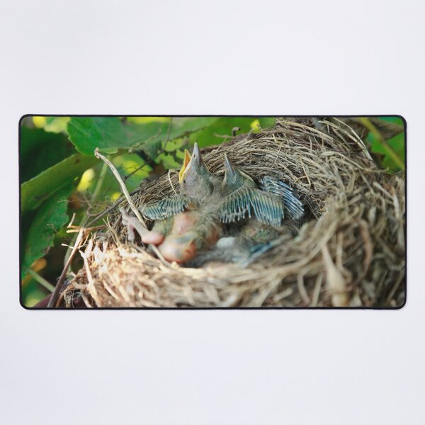 Item preview, Azores blackbird nest designed and sold by Gaspar Avila.