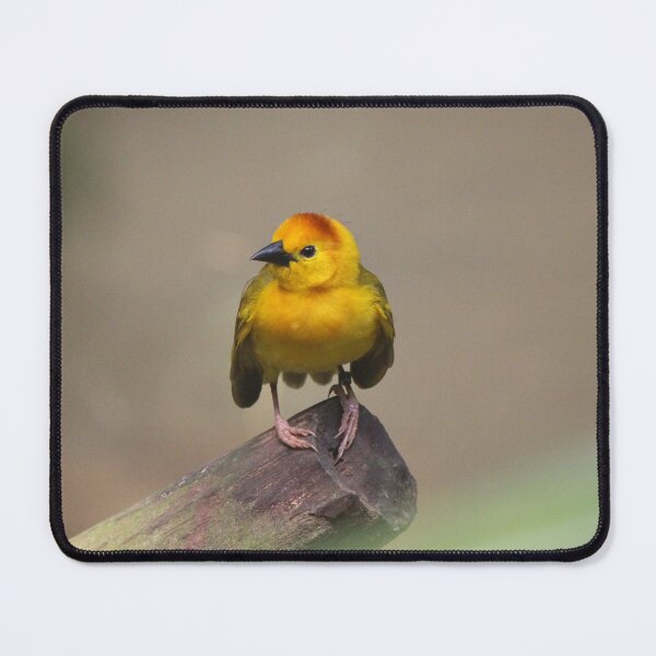 Item preview, Taveta Golden Weaver designed and sold by LeanneAllen.