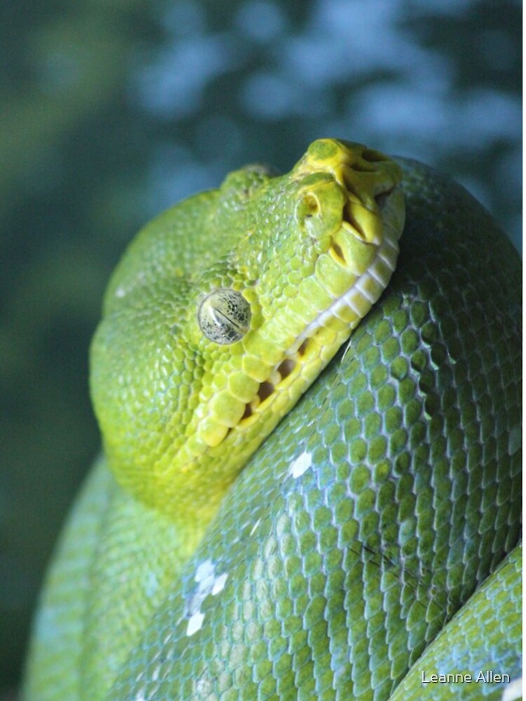 Thumbnail 5 of 5, iPhone Case, Green Tree Python designed and sold by LeanneAllen.