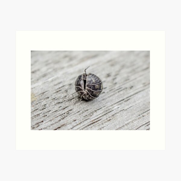 In My Shell Art Print