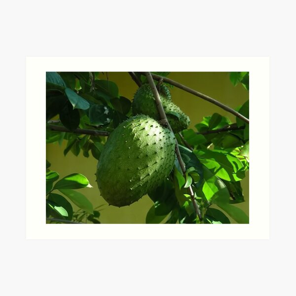 Guyabano The Soursop Fruit Cancer Remedy Picture Card Art Print By Rapture777 Redbubble